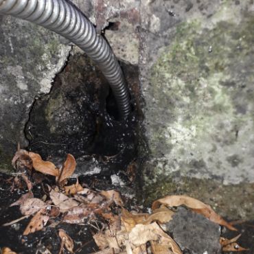 Destapacion de tapa cloacal